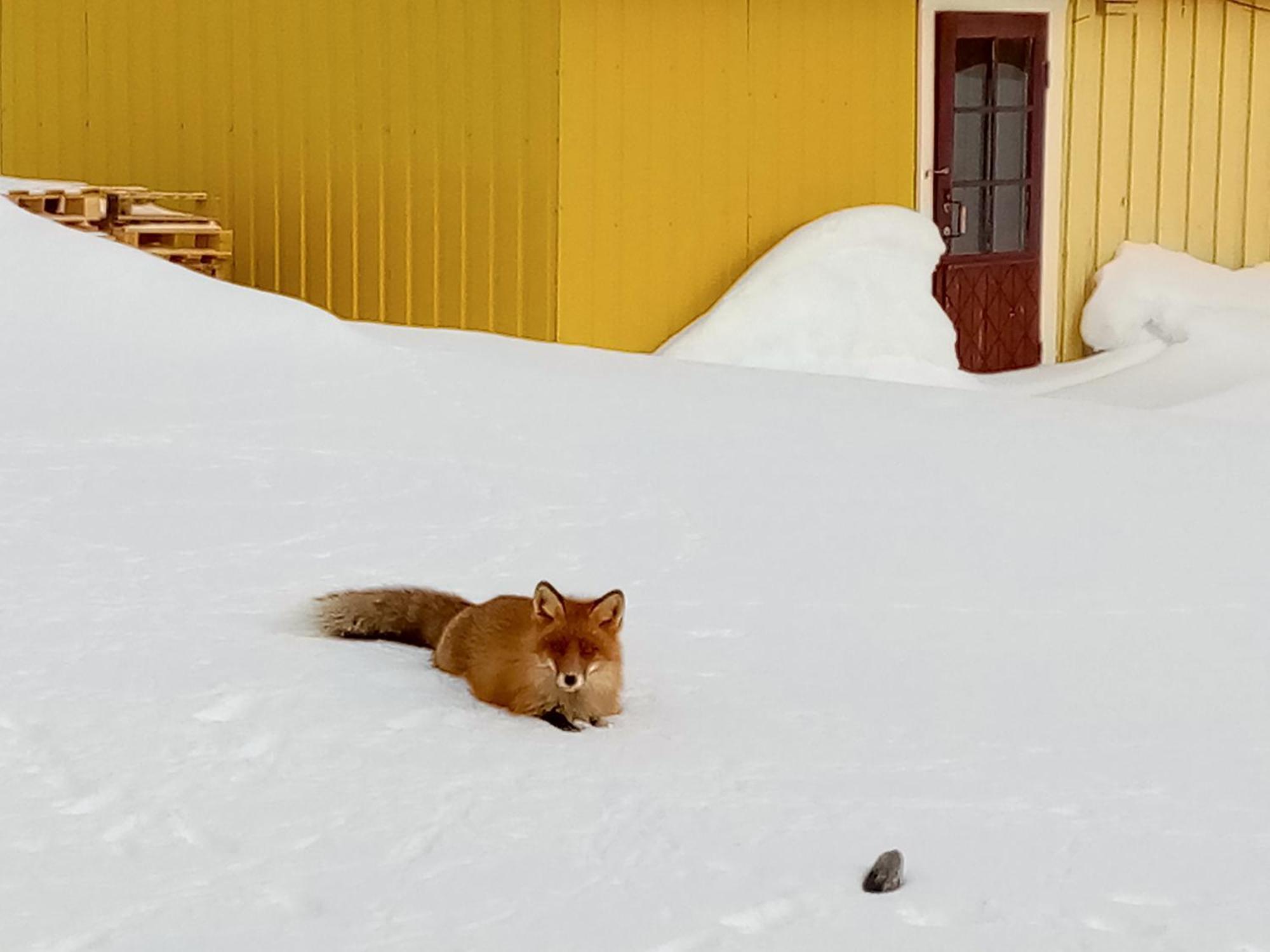 Kongsfjord Holiday Home מראה חיצוני תמונה